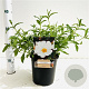 Cistus hybridus 25-30 cm 2,5L