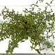 Cistus hybridus 25-30 cm 2,5L