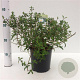Cistus hybridus 25-30 cm 2,5L