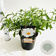 Cistus hybridus 25-30 cm 2,5L