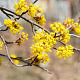 Cornus mas 12-14 HO draadkluit