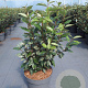 Elaeagnus ebbingei 60-80 cm 10L