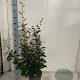 Elaeagnus ebbingei 60-80 cm 10L
