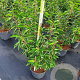 Prunus l. 'Angustifolia' 60-80 cm 10L