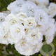 Rosa (H) Alba Meidiland GM C1.5 eigen wortel