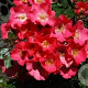 Rosa (H) Amstelveen GM C1.5 eigen wortel