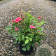 Rosa (P) Bad Birnbach GM C1.5 eigen wortel