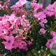 Rosa (T) Fortuna GM C1.5 eigen wortel