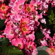 Rosa (H) Giro d' Italia GM C1.5 eigen wortel