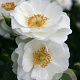 Rosa Innocencia GM C1.5 eigen wortel
