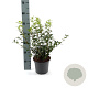 Osmanthus burkwoodii 20-30 cm 3,0L