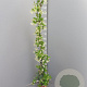 Trachelospermum jasminoides 125-150 cm 4,0L