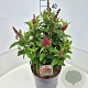 Buddleja d. B. Candy Little Ruby 35-40 cm 10L
