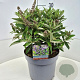 Buddleja d. B. Candy Lila Sweeth. 30-35 cm 10L