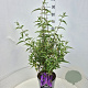 Buddleja d. 'Ile de France' 60-80 cm 10L