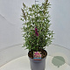 Buddleja d. Octopus Magenta 50-60 cm 20L