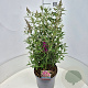 Buddleja d. Octopus Magenta 50-60 cm 20L