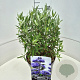 Caryopteris cland. 'Heavenly Blue' 30-40 cm 10L