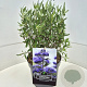 Caryopteris cland. 'Heavenly Blue' 30-40 cm 10L