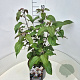 Clerodendrum trichotomum fargesii 60-80 cm 10L