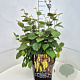 Corylopsis sin. 'Spring Purple' 40-50 cm 10L