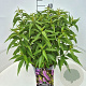 Elsholtzia stauntonii 35-40 cm 10L