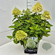 Hydrangea pan. Little Spooky 30-40 cm 10L