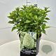 Hydrangea pan. Little Spooky 30-40 cm 10L