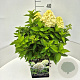 Hydrangea pan. Little Spooky 30-40 cm 10L