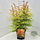 Sorbaria sorbif. 'Sem' 50-60 cm 20L