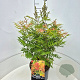 Sorbaria sorbif. 'Sem' 50-60 cm 20L