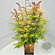 Sorbaria sorbif. 'Sem' 50-60 cm 20L