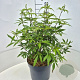 Vitex agnus-castus latifolia 40-50 cm 10L