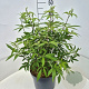 Vitex agnus-castus latifolia 40-50 cm 10L