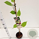 Actinidia kolomikta 70-80 cm 2,5L