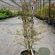 Acer pal. 'Katsura' 150-175 cm 20L