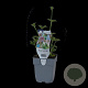 Astrantia maj. 'Roma' GM  P11