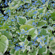 Brunnera macr. 'Dawson's White' GM P9