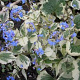 Brunnera macr. 'Dawson's White' GM P9