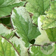 Brunnera macr. 'Dawson's White' GM P9
