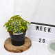 Caryopteris cland. Hint of Gold 20-25 cm 3,0L
