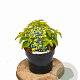 Caryopteris cland. Hint of Gold 20-25 cm 3,0L