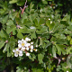 Crataegus azarolus 100-125 cm 10L