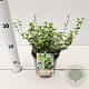 Euonymus fort. 'Emerald Gaiety' 20-25 cm C1.5