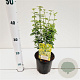 Euonymus fort. 'Emerald 'n' Gold' 20-25 cm C1.5