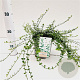 Euonymus fort. 'Minimus' 25-30 cm C1.5