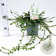 Euonymus fort. 'Minimus' 25-30 cm C1.5