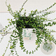 Euonymus fort. 'Minimus' 25-30 cm C1.5