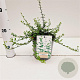 Euonymus fort. 'Minimus' 25-30 cm C1.5