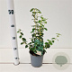 Euonymus fort. 'Sunspot' 20-25 cm C1.5